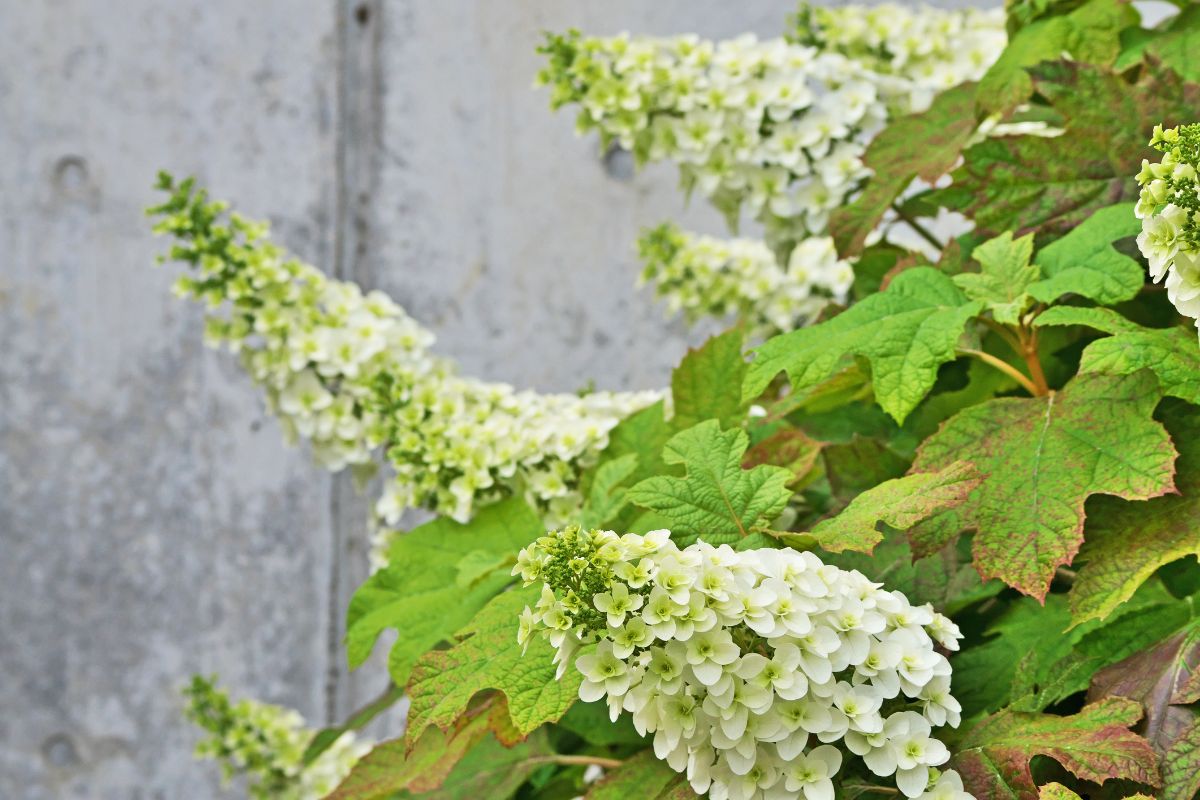Hydrangea quercifolia.jpg